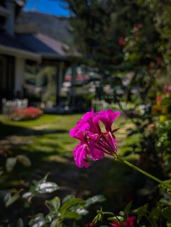Royal Wattles - 4