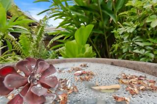 Green Cottage Trinity Beach I Pet friendly I BBQ - 6