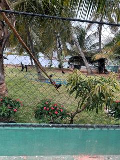Lagoon View Stay in Negombo - 8