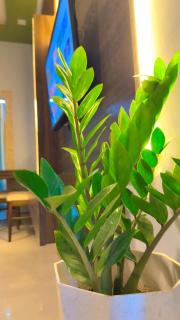 Blessed Stays - Luxury 2BHK Near Mahakaleshwar Temple - 5