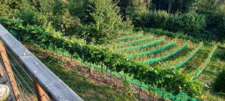 Weinhof Lagger - 5