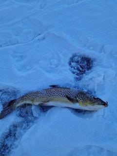 Big Fish 1-10 persons near Storuman - 1