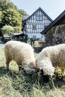 Urlaub in alter Mühle - Natur & Wellness - 6
