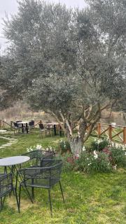 Bujtina Topi -Wooden villa among olive grooves - 9