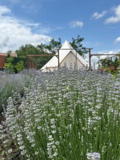 Gradina YoSoyLavanda - 6