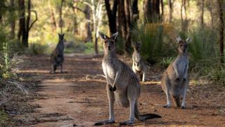 Yelverton Brook - Banksia Studio - 1