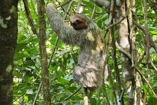 Jardin Sereno 15 Min from Rio Celeste Volcal Tenorio 4 Guests - 4