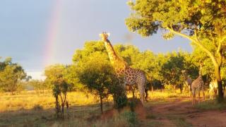 Lindani Game and Lodges - 6