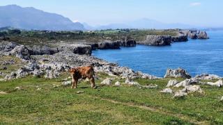 Apto Marita – Nueva de Llanes cerca de la Playa - 3
