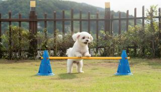 Yeosu Greenhouse Pension - 4