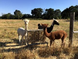 Spacious Fall Getaway with Two Separate Cottages near Napa, California - 1