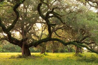Rustic Cabin Rental with Private Hot Tub on Working Ranch and B&B near Houston, Texas - 6