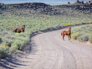 Private Suite Rental for a Secluded Getaway in the Humboldt-Toiyabe Forest, Nevada - 2