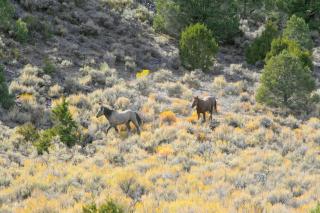 Private Suite Rental for a Secluded Getaway in the Humboldt-Toiyabe Forest, Nevada - 1