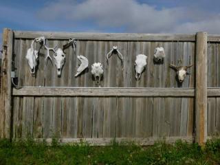 All-Inclusive Cabin Suites on Award-Winning Dude Ranch in Northern Colorado - 6