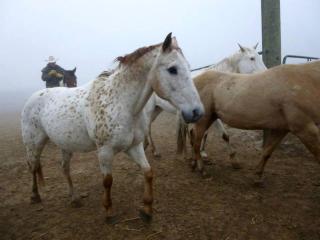 All-Inclusive Cabin Suites on Award-Winning Dude Ranch in Northern Colorado - 3