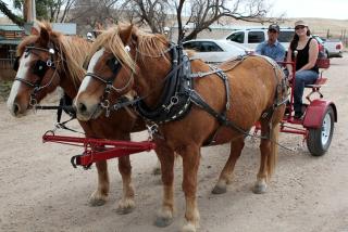 Luxury Camping on a Guest Ranch in New Raymer, Colorado - 3