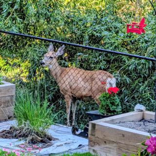 Forty Winks Bed & Breakfast - 7