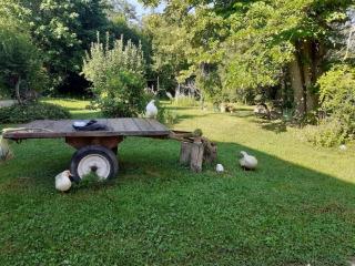 Il bosco di Ettore - 4