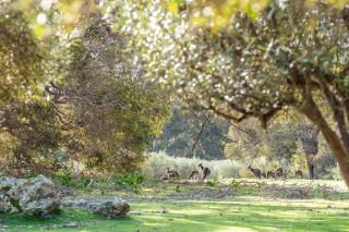 Petra Villa - Serene Countryside Vistas & Wildlife - 8