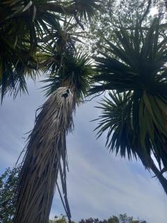 Mapua Cabbage Trees - 7