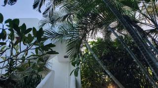 dilo tree lodge - 6