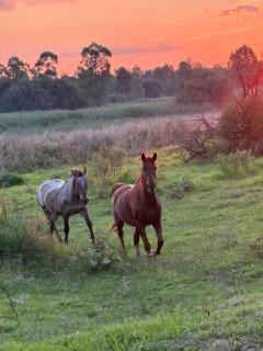 Historical 6-Bedroom Farm House near Cullinan - 5