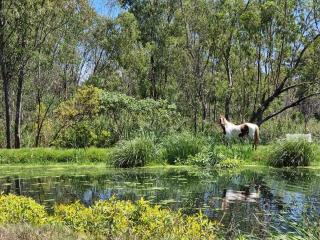 Historical 6-Bedroom Farm House near Cullinan - 1