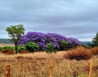 4 Luxury Glamping Tents near Cullinan, Farm - 1