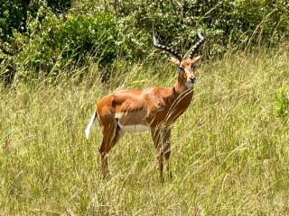 Zarivo safari camp - 2