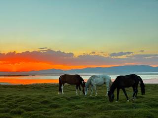 Alinur Horse Tours - 5