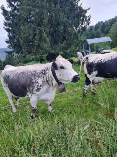 Au Calme Des Vosges - 3