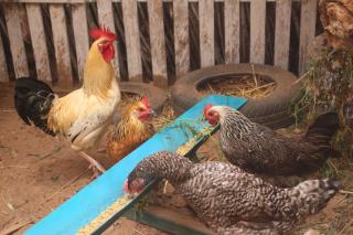 Traditional Berber Eco Farm Stay - 1