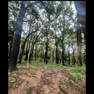 Basani Forest Homes - 7