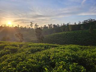 Green Valley Cabin Nuwara Eliya - 8