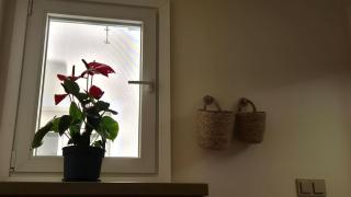 The Apples - 1