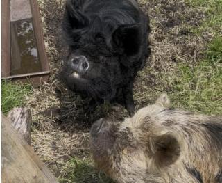De Linde, boerderij in Drenthe voor 15 tot 30 personen - 8