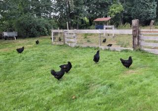 De Linde, boerderij in Drenthe voor 15 tot 30 personen - 7