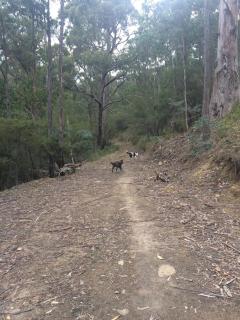 Potoroo Cottage Bush setting 7 mins drive to cbd - 6