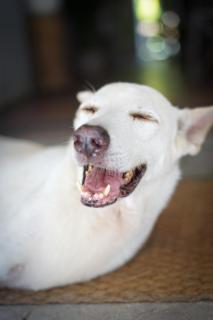 The Hostel by Sunflower Guesthouse and Animal Rescue - Koh Lipe - 2