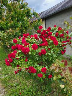 La Taniere - 5