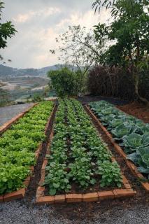 Đồi Hoa Đào cafe & homestay - 2