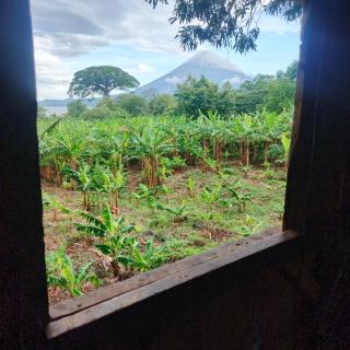 Cabaña Del Árbol - Ometepe - 3