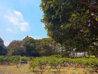 Private Stay in Mandarin Orchard, 100m from Sea - 5