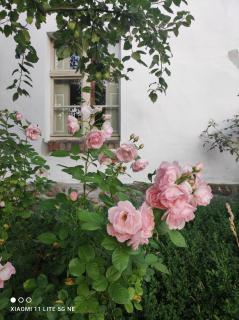 Schwalbennest - 9