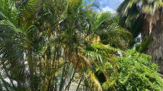 F2 - Contactez-Moi -TROIS ILETS- Pointe Du Bout - 9