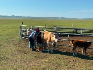 Steppe Horse Camp - 1