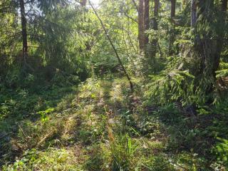 Raja metsaglämping - 7