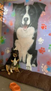 Villa Pet - 2