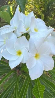 Chikkamagalur Stay - 9